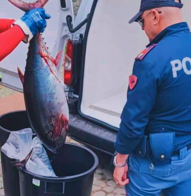 Scandalo ittico: il tonno rosso nel mirino delle autorità, l’appello dei pescatori